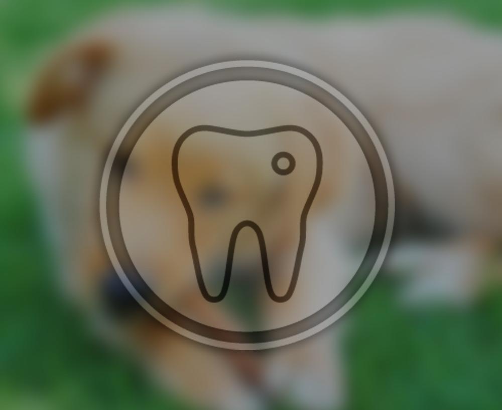 DENTAL HEALTH