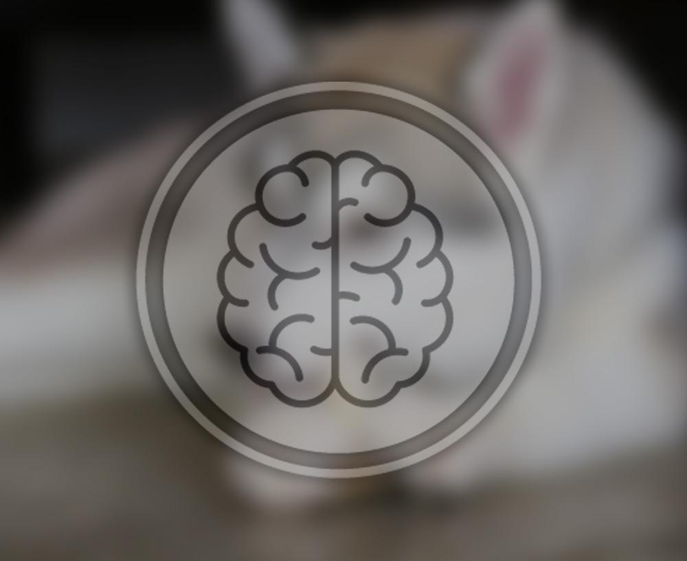 MENTAL HEALTH