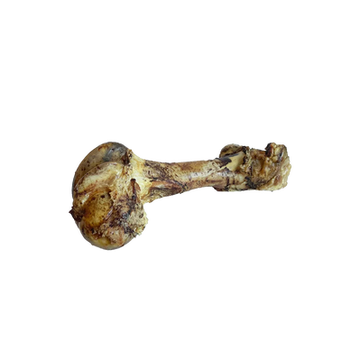 Beef Cattle Cured Dino Bone