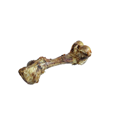 Beef Cattle Cured Dino Bone