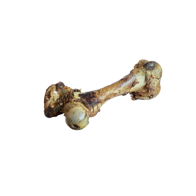 Beef Cattle Cured Dino Bone