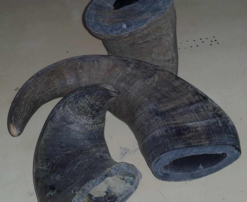 Bones and Horns