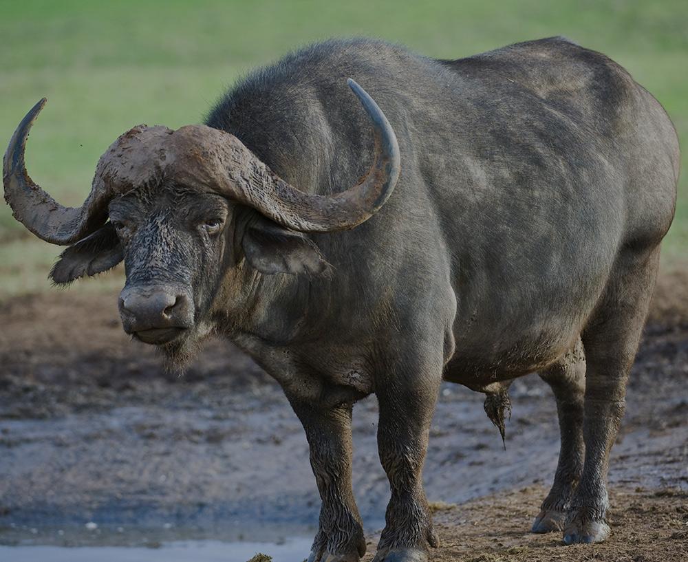WATER BUFFALO