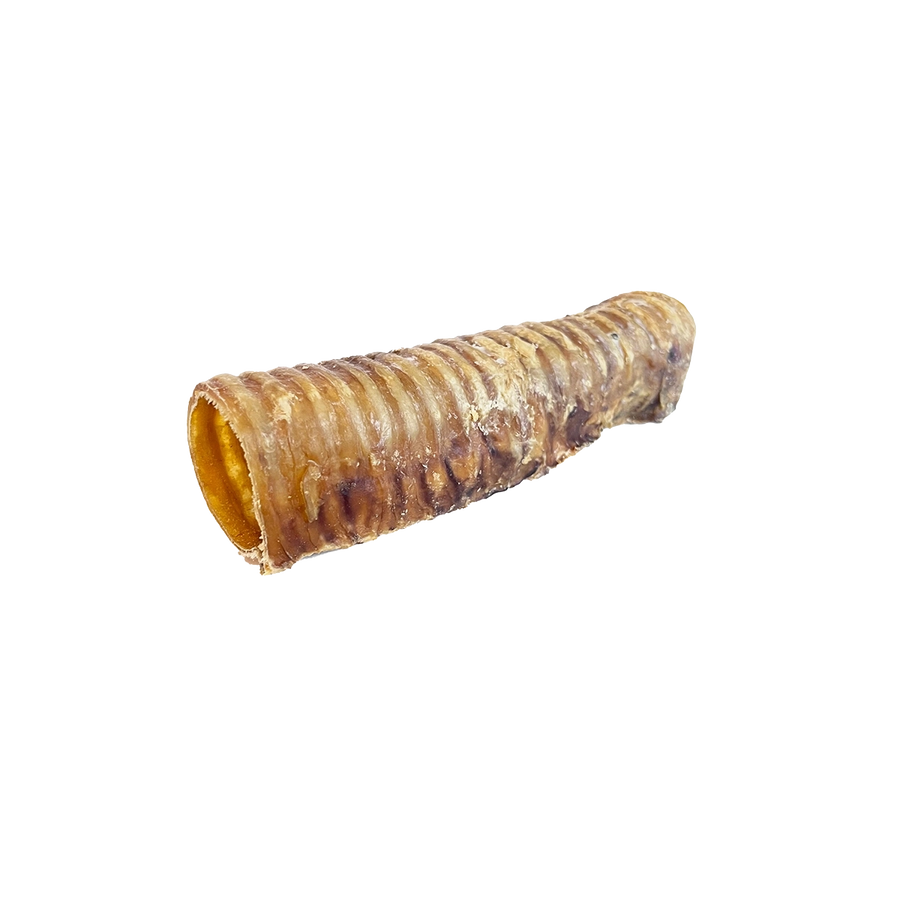 Beef Cattle Trachea